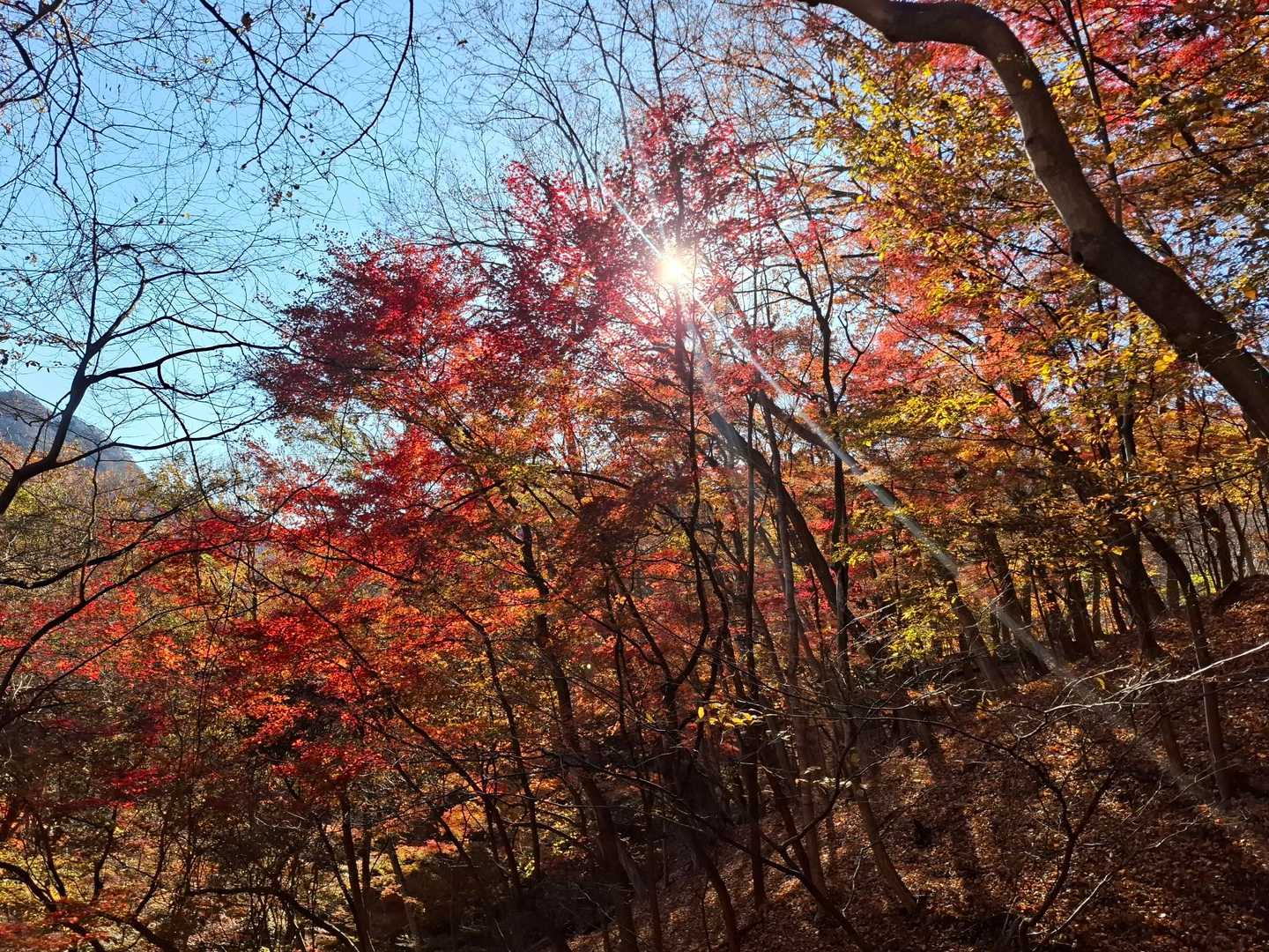 すれ違った方が、そんなでもなかったって言ってたけど、じゅうぶんキレイです🍁