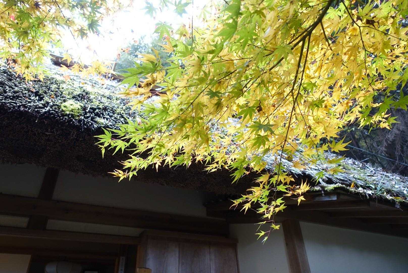 茅葺屋根に紅葉が風情あります🍁
