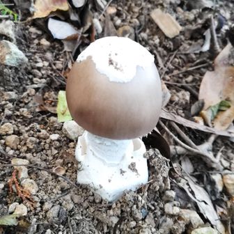 西の峰は割愛して　　　　　　　
下山中　　　　　　　　　
🍄ドクツルタケ？