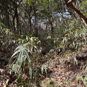 六甲山・長峰山・摩耶山 許して〜