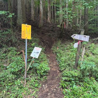 基本的に道は全部綺麗だけれど、登り始めだけ毎回道が悪くて滑り易い