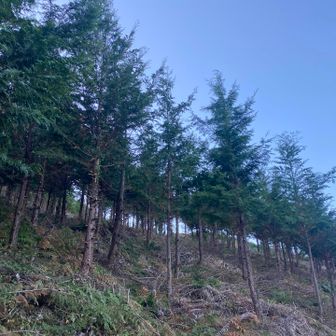 まだ小さい木々が可愛らしい🌲