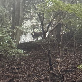 鹿さん🦌親子😌