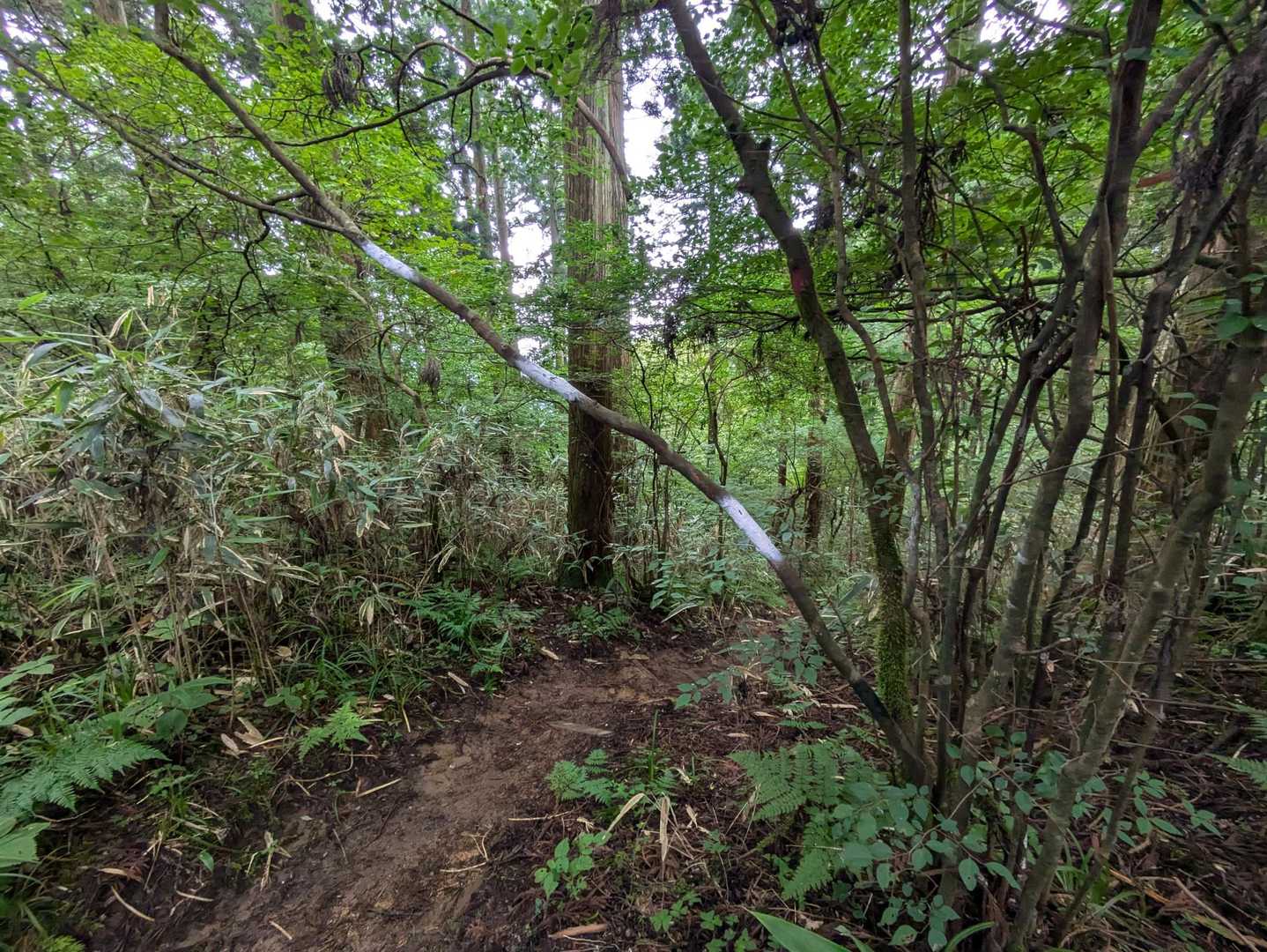 出てきました