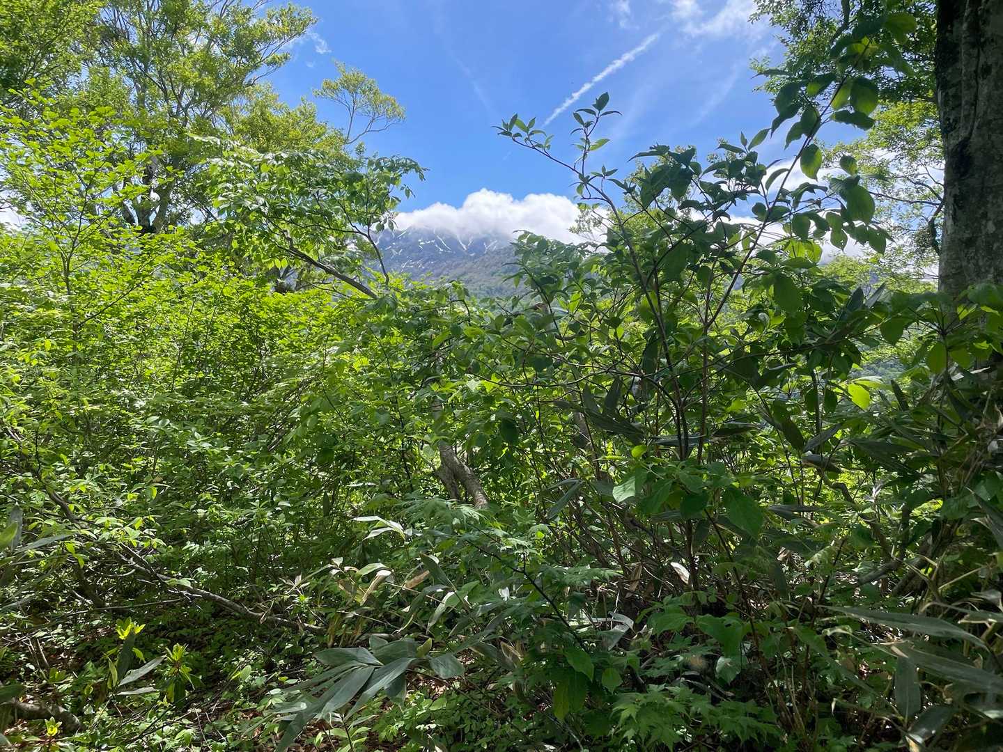 六万山-指尾山 往復コースの写真