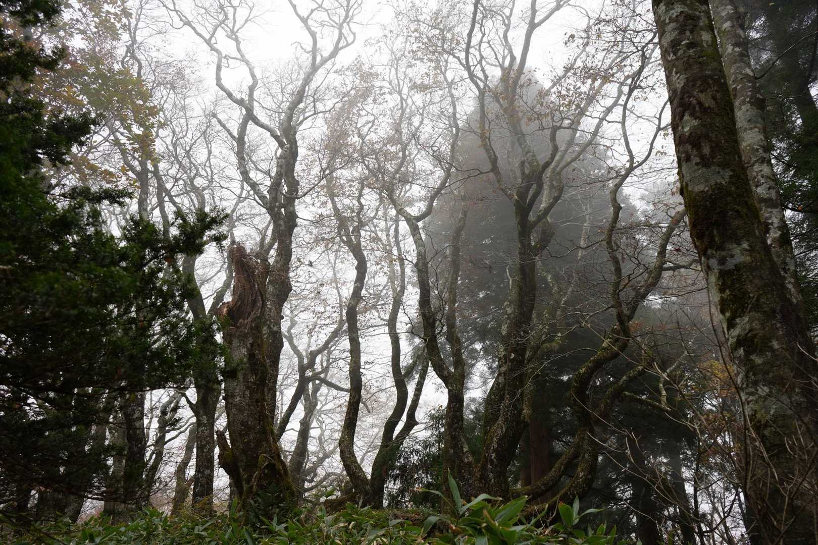 ひろしま県民の森登山口-越原越 周回コースの写真
