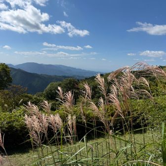 ススキ🌾と山いいね！