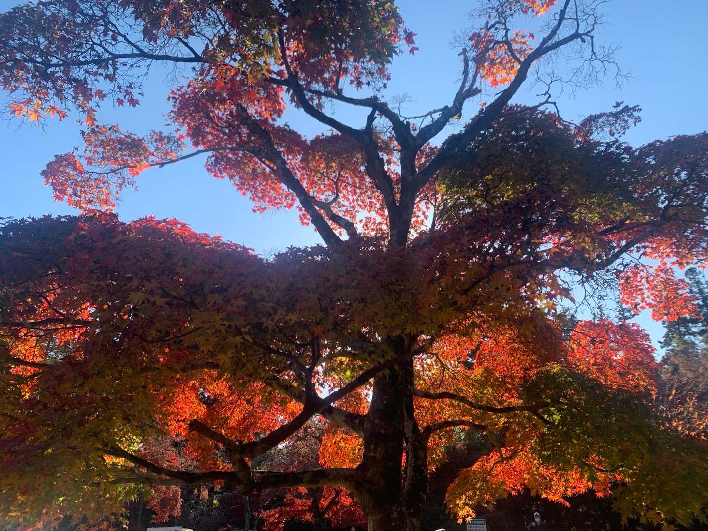 天覧山へと続く道🛣️
紅葉の写真、まだ続きます🍁