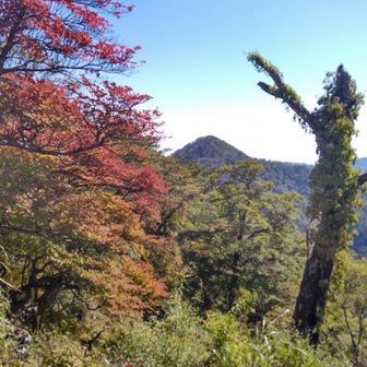 紅いのと同角ノ頭