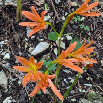 山道近くにも咲いていました🌼
キツネノカミソリって言うみたいです。ヒガンバナ属らしく毒があるそうです…