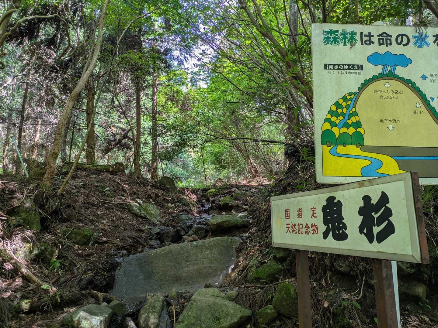 鬼杉登山口からスタート