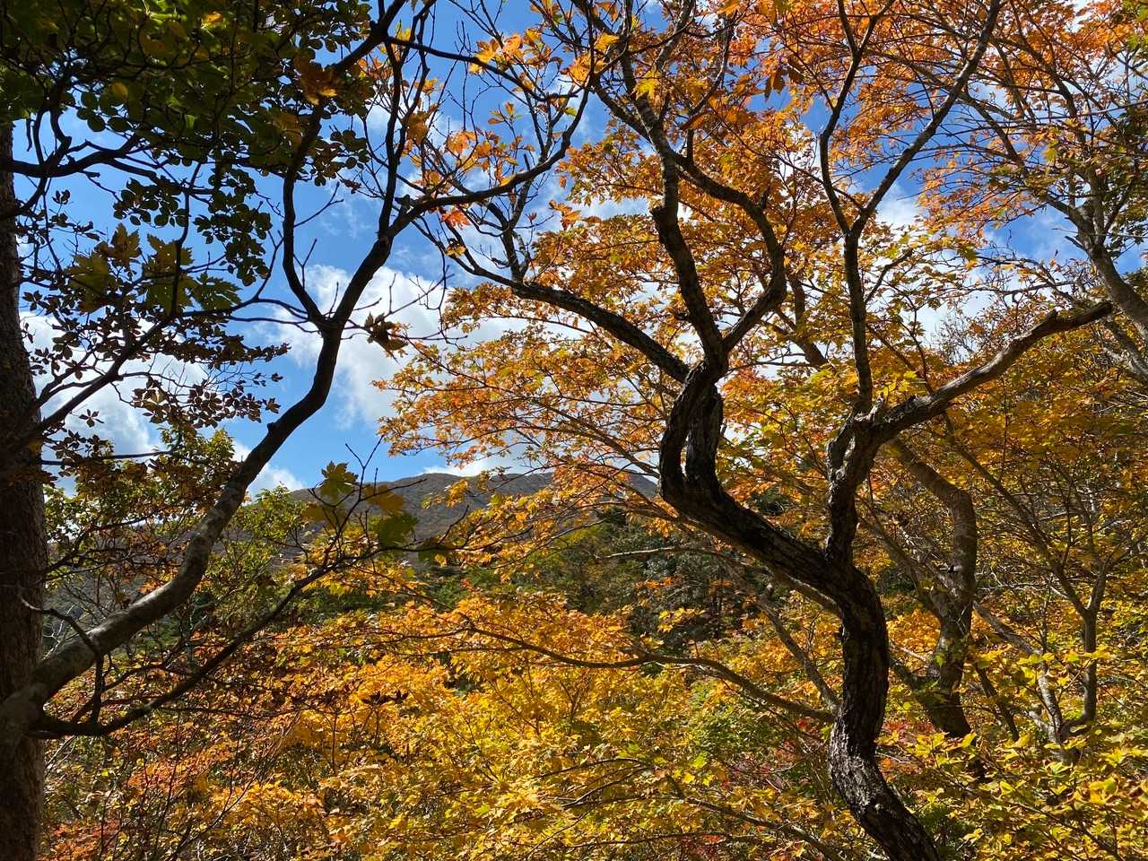 おー！
紅葉が見え始めました♪
テンション上がります💕