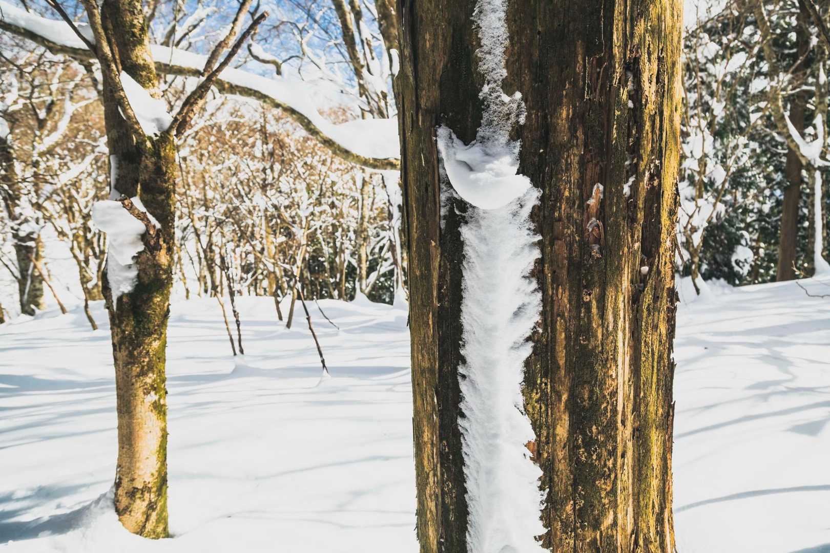 ギザギザしてるね〜❄️