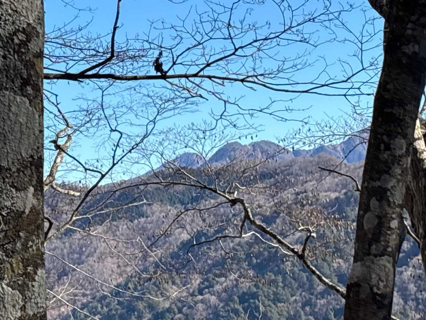 帰り道、木々の隙間から丹沢山系がきれいに見えました。蛭ヶ岳！