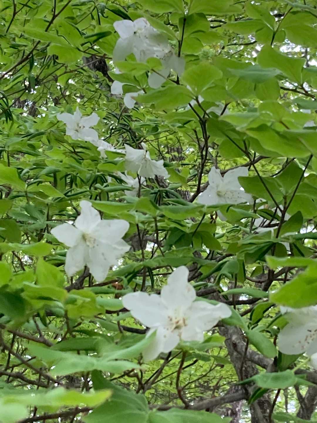 丸山（栃木県鹿沼市）の写真