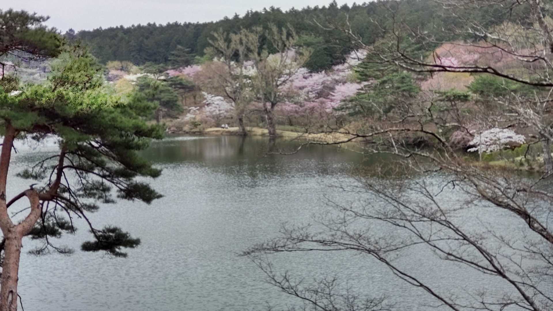 沼とサクラのマッチングが良いですねー👍