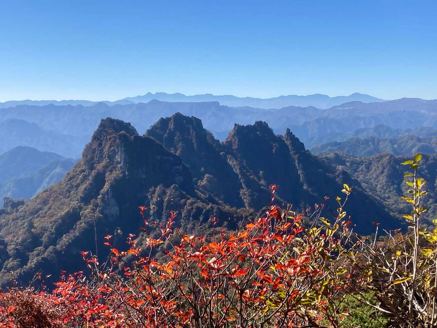 鷹戻し🦅はあちらの
左側斜面の所らしいです😱
紅葉🍁とイワイワ。
後ろの平らな山は荒船山ですねー
これだけはすぐわかります（笑）