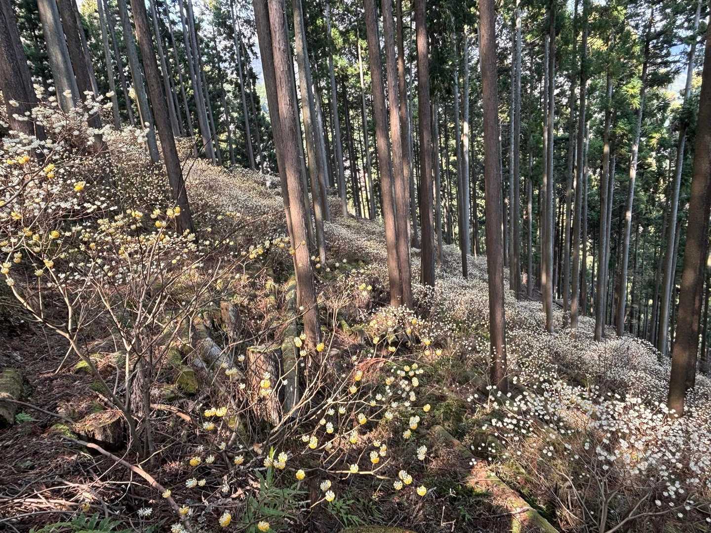 ミツバ岳登山口-大出山 往復コースの写真