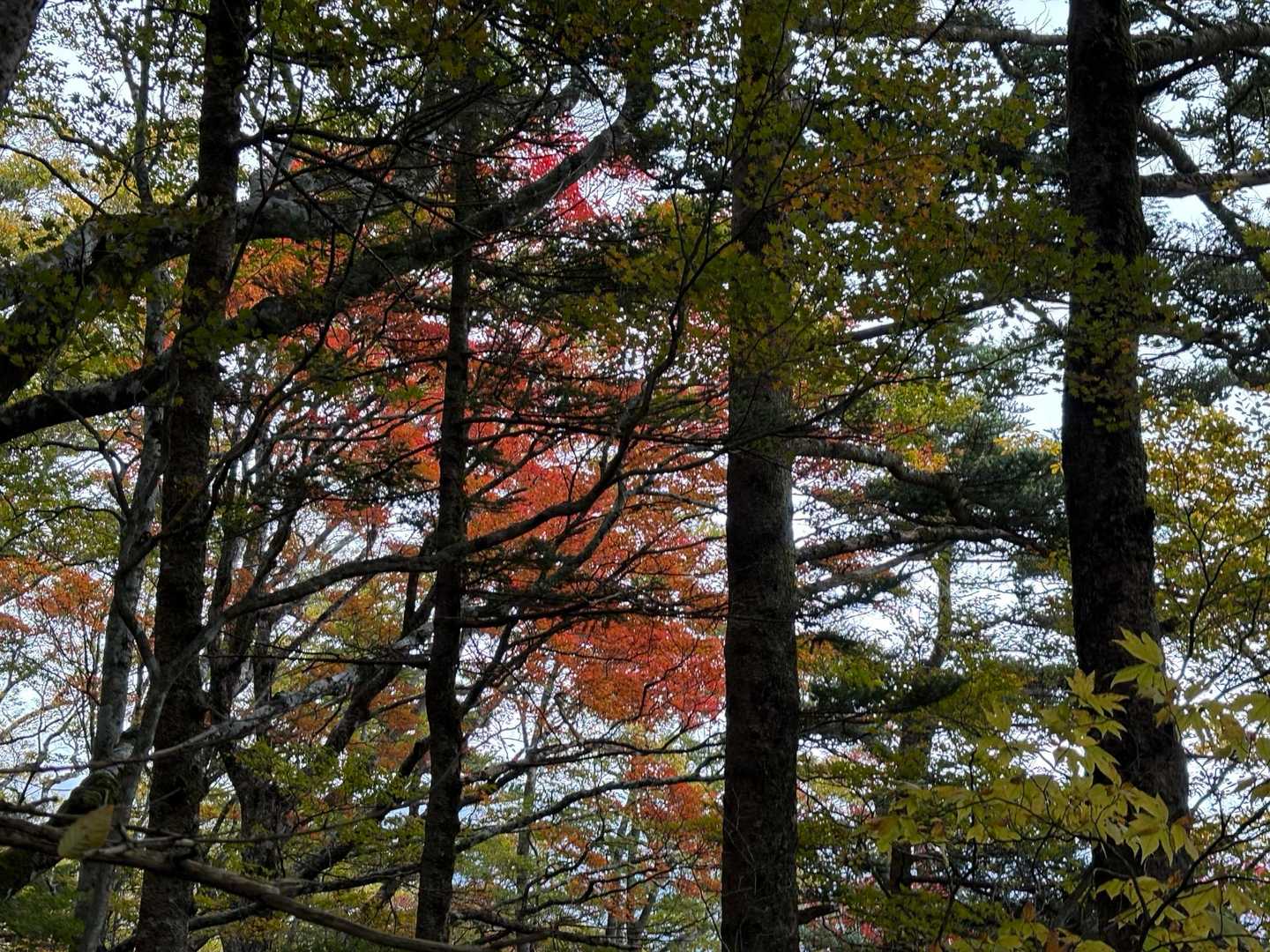 真っ赤っか🍁
日光が射してりゃ映えるけどなぁ😓