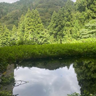 いつもの逆さ
