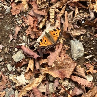 蕎麦粒山山頂近くで蝶を見かけてちょっとびっくり。ヒオドシチョウというらしい。