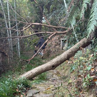 倒木( ͡° ʖ̯ ͡°)