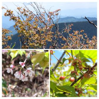 三国山・ワラジカケマツノ頭・三角山・大源太山 / orihimeの登山データ
