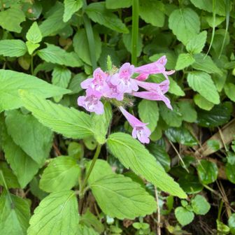 ミヤマクルマバナ。
本州の東北地方から中部地方の日本海側に分布する日本固有種の高山植物だそう。