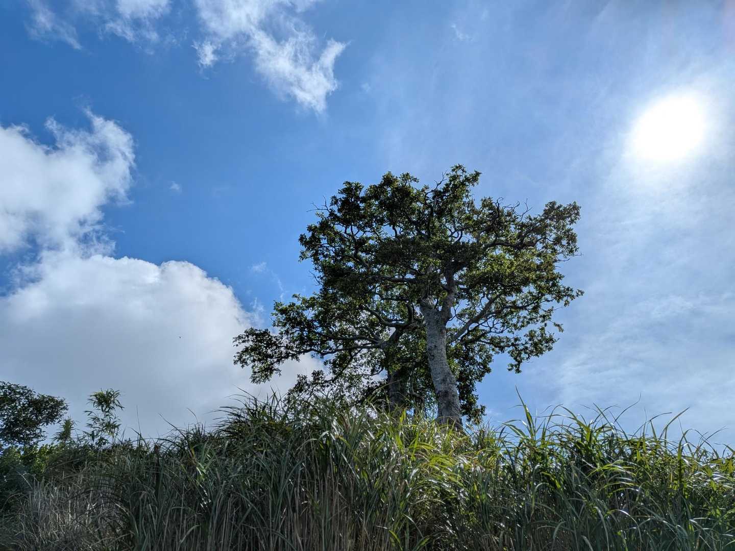 えのきくーん
昼から雨の予報だけど、ほんとに降る？ってくらいのお天気☀️