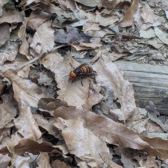 超発見？？
見た目５００円玉の直径より大きそうな８がー
飛んできてバタッと落ちて静かにしてたので写真を１枚
とにかくデカくてびっくり、これがオオスズメバチ？