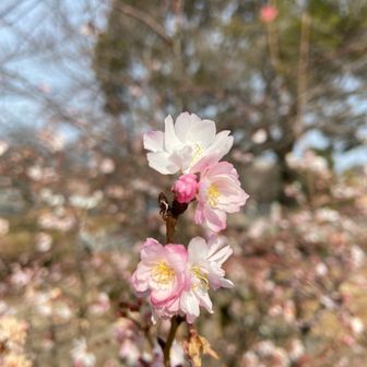 まっち