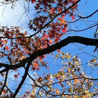 紅葉…🍁