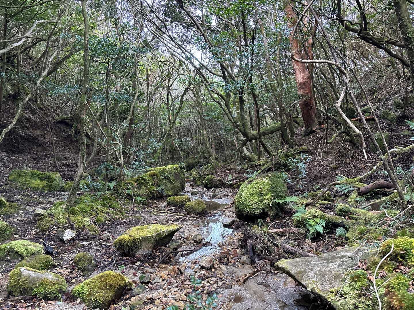 降りて来たらきれいな沢