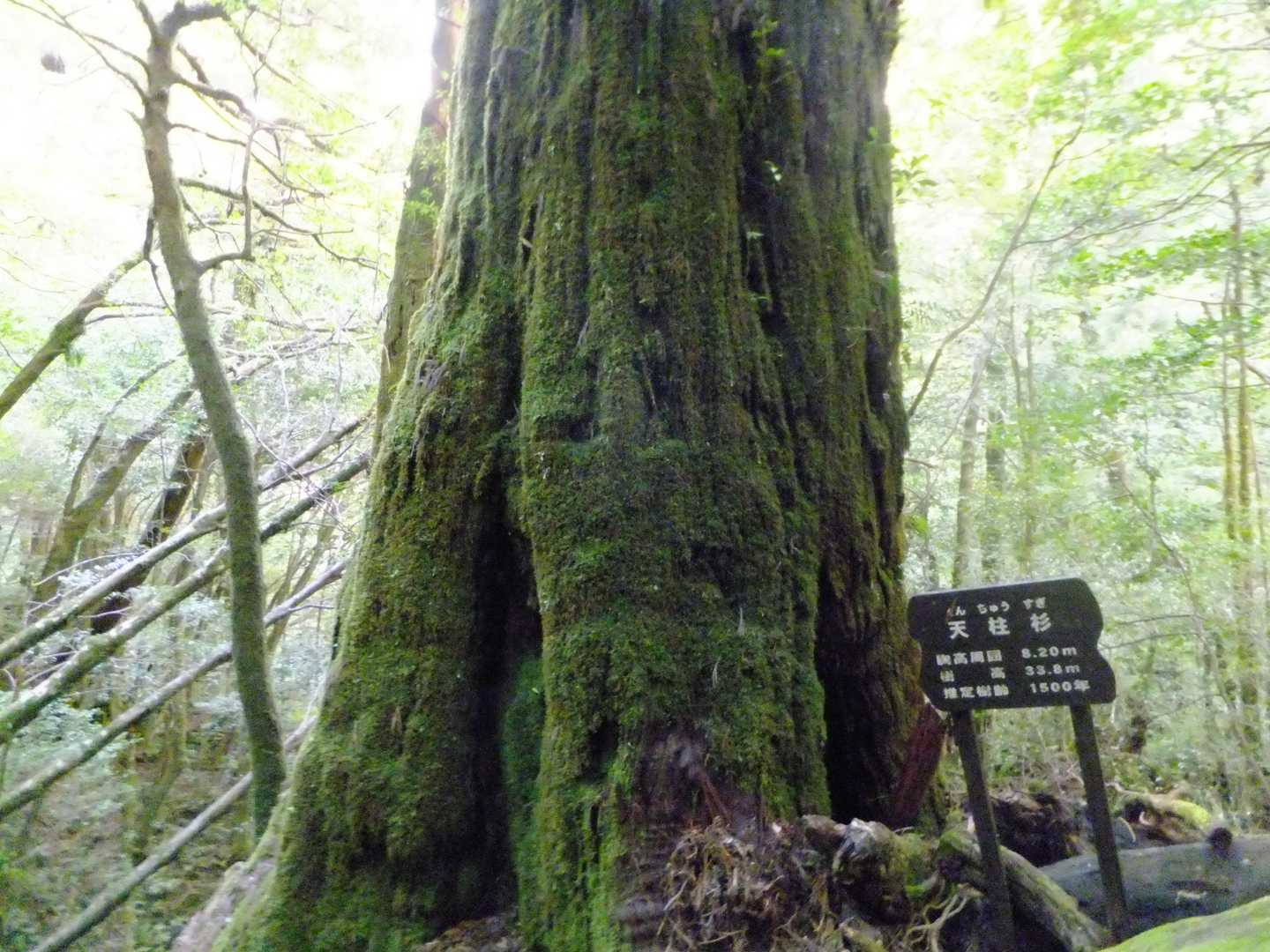 天柱杉🌲1600年