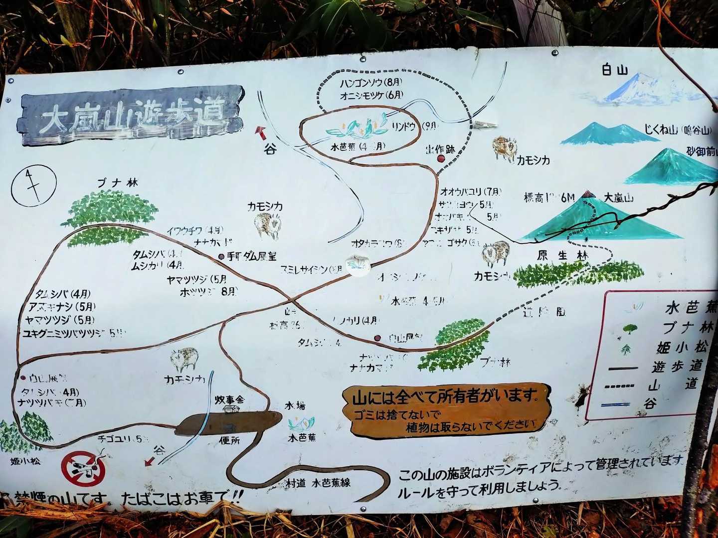 水芭蕉の群生地の表示あり🥰