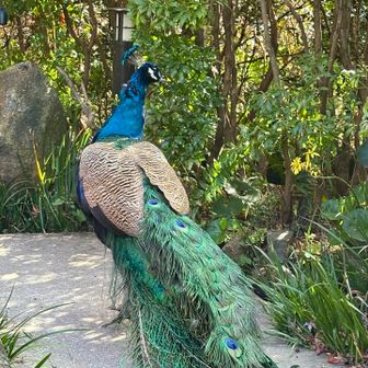 境内放し飼いの孔雀🦚