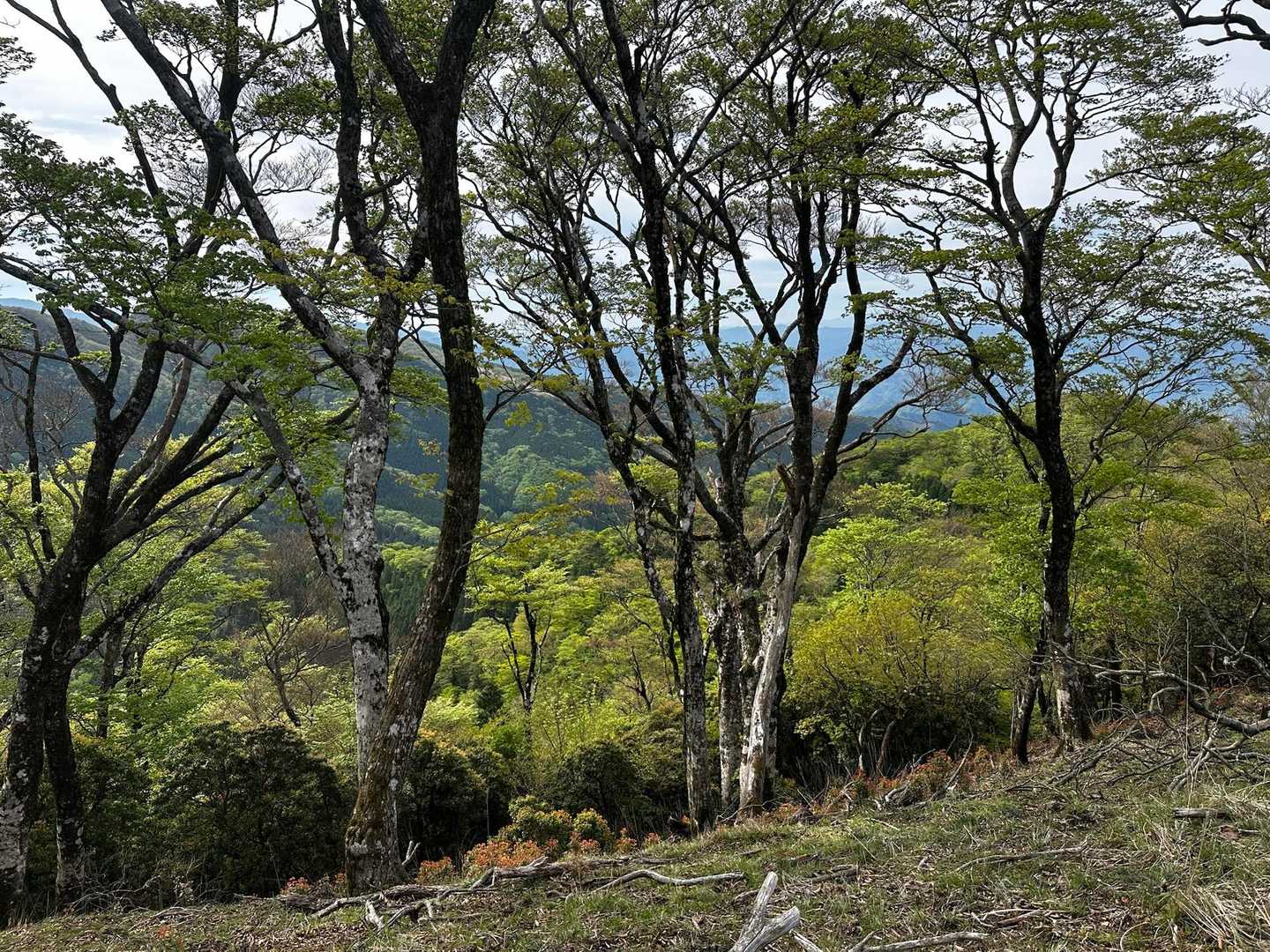 四季見橋登山口-親父山-障子岳-黒岳-三尖 周回コースの写真