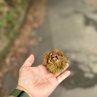 小さい秋³ 見つけた🌰👀✨