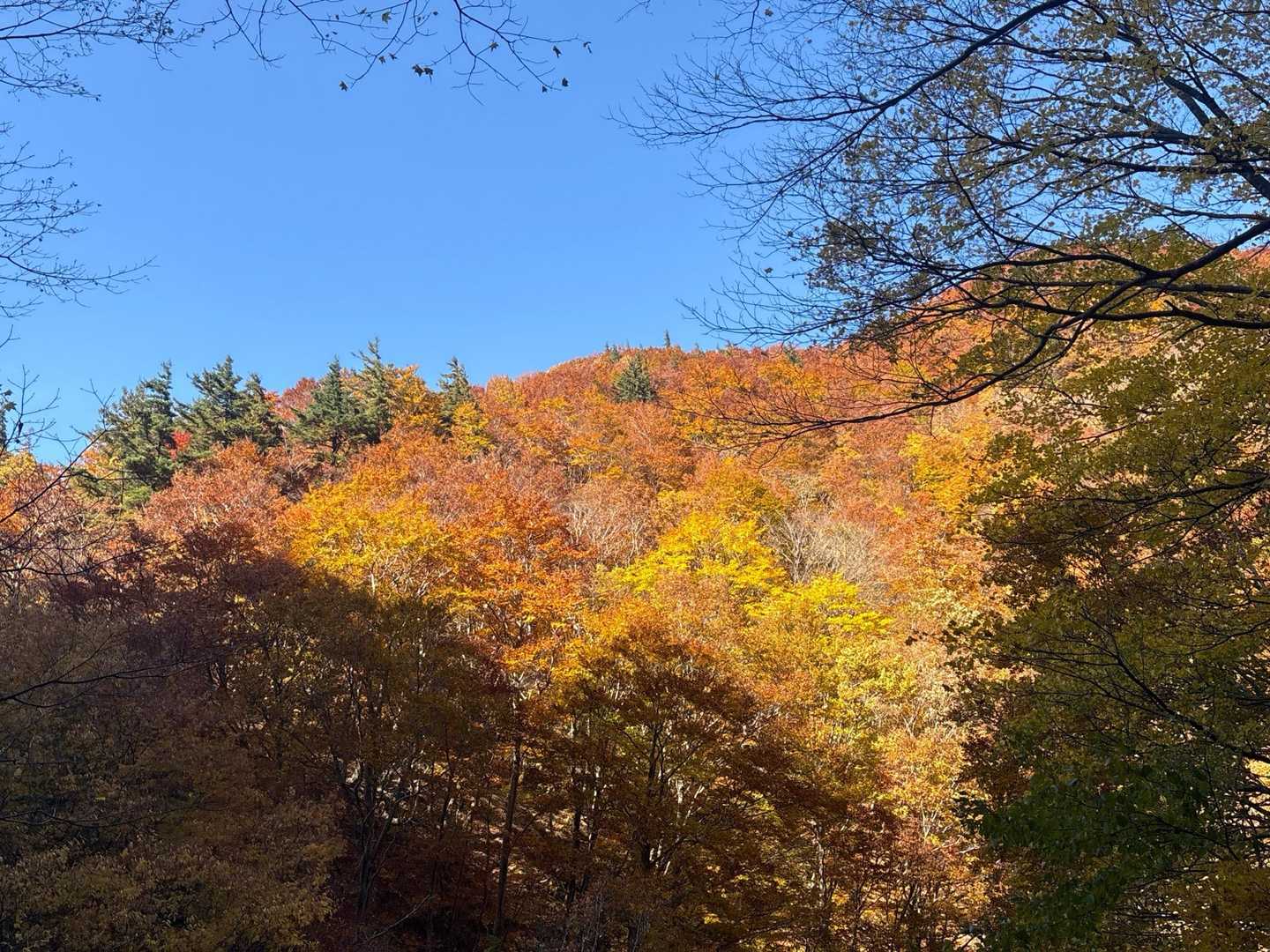 太陽光に照らされて赤が映えます。