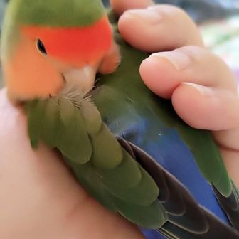 おとめ座チェリー