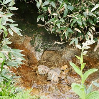 唯一の水場です。