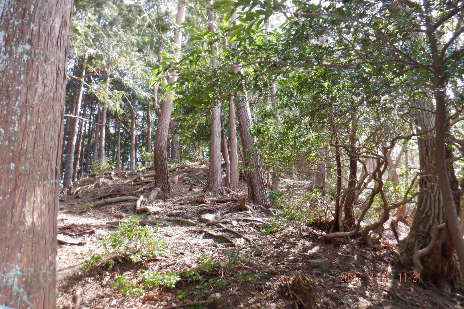 林蔵寺登山口-向山-小屋山-梓山-醒ヶ井 周回コースの写真