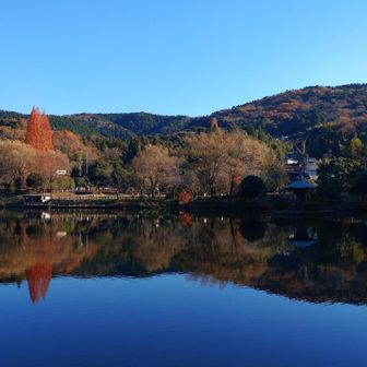 定光寺公園の逆さメタセコイア🌲
