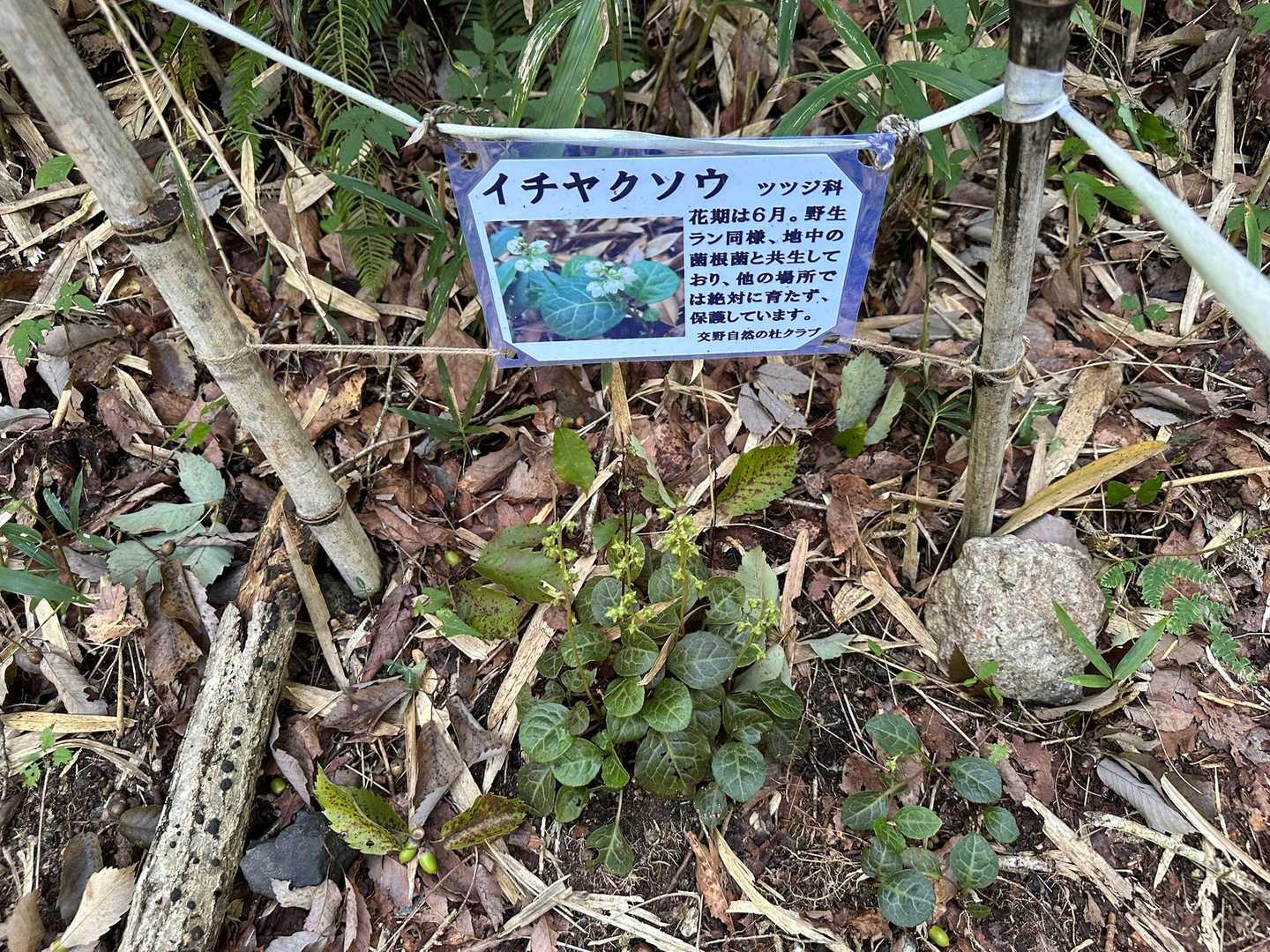 ？、、大事に育てられています