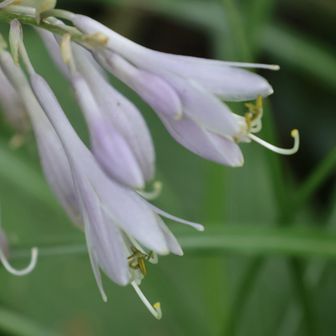 🌸オオバギボウシ
実を結んでいるものが多いけど
花が咲き残っているのもある。