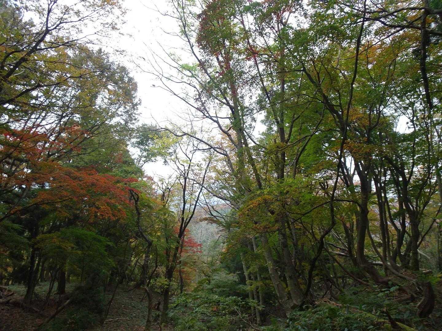 完全に色づくまであと少しかな