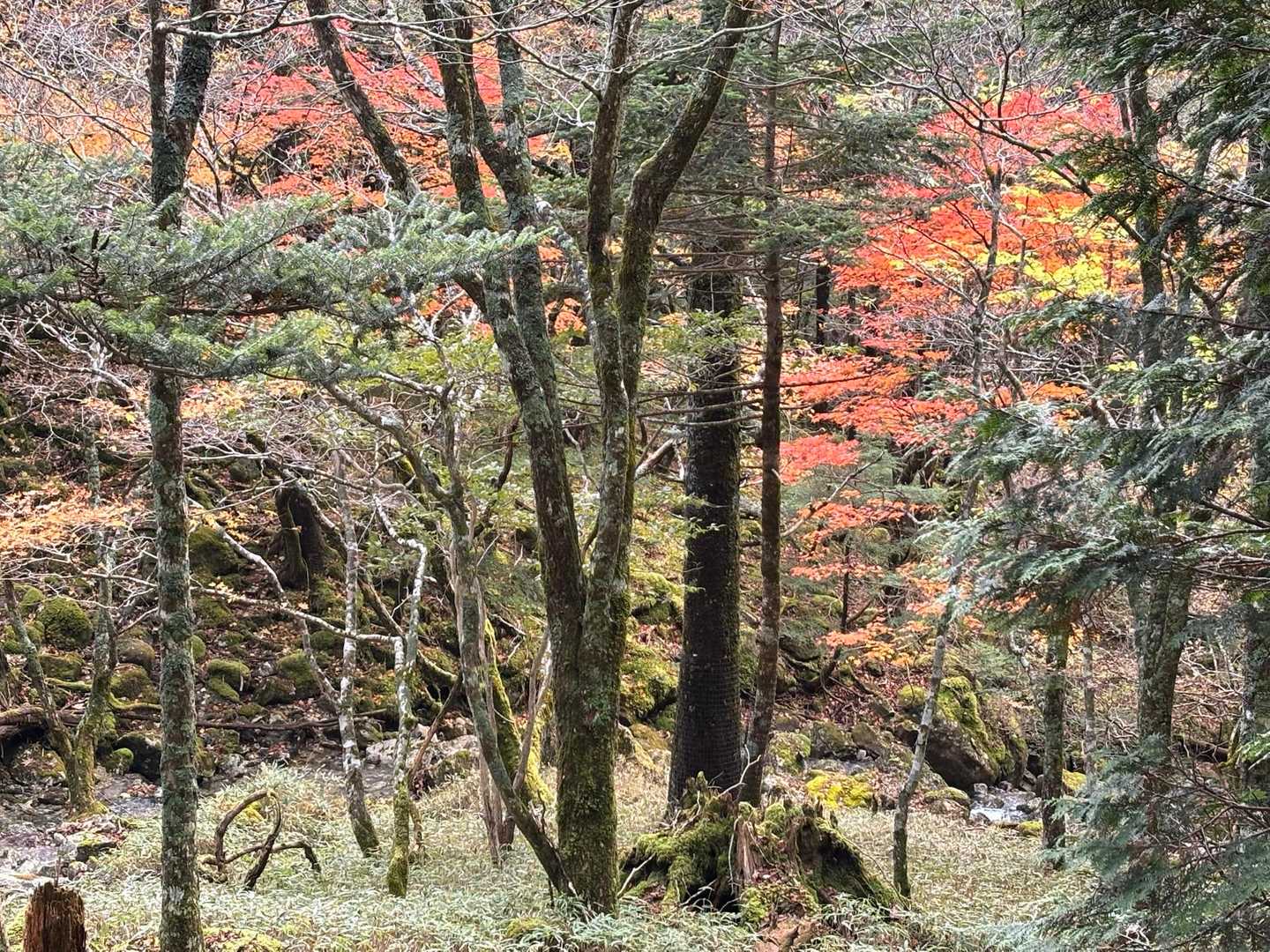 でも、下れば水の流れと🍁も👀✨