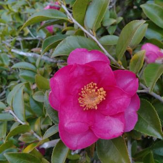 かわいこちゃん咲いています🌸