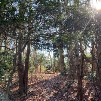 木漏れ日の中の北摂大峰山の山頂