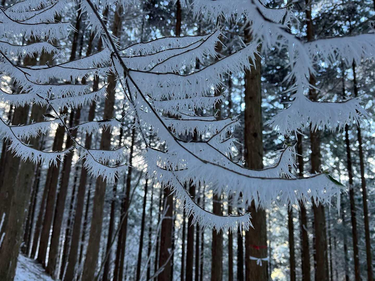 駒ヶ原登山口-鷹ノ巣山-岩岳 縦走コースの写真